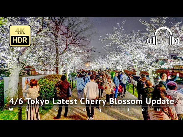 As of 4/6 - Tokyo Latest Cherry Blossom Update: Ueno Park in Full Bloom NOW!. [4K/HDR/Binaural]