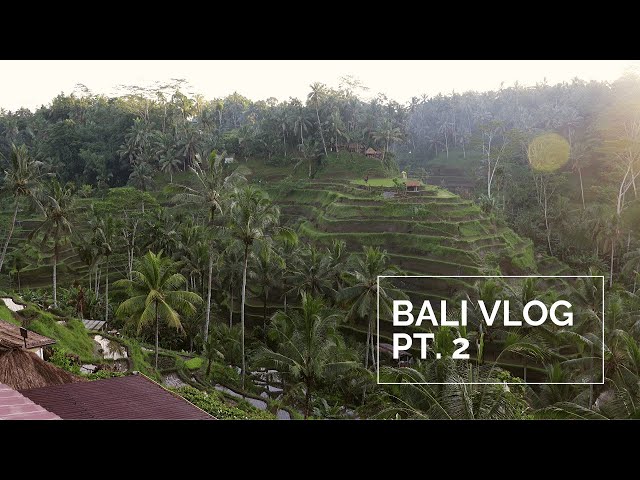 🌱 bali, indonesia vlog (pt.2) | beautiful green rice terraces & bali swing