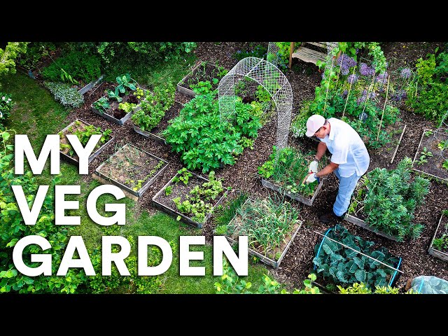 My Ultra Low-Maintenance Garden: The Full Tour