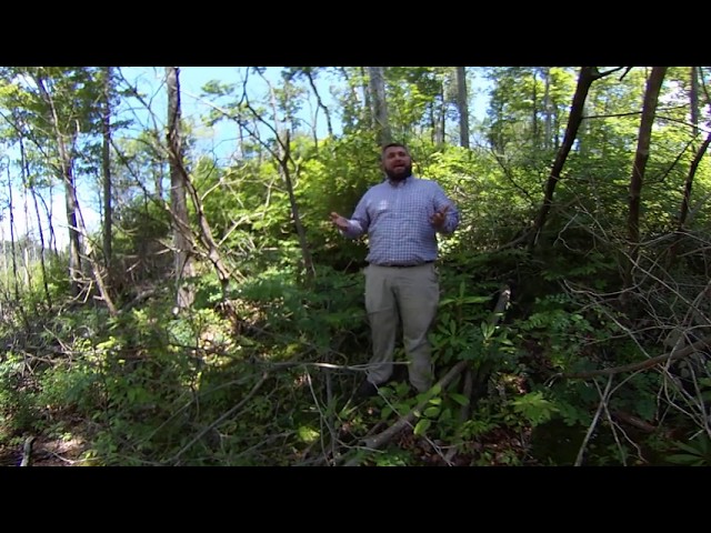 Southern Appalachian Forested Ecosystems 360° - Oak-Pine-Heath Forests 2 of 3