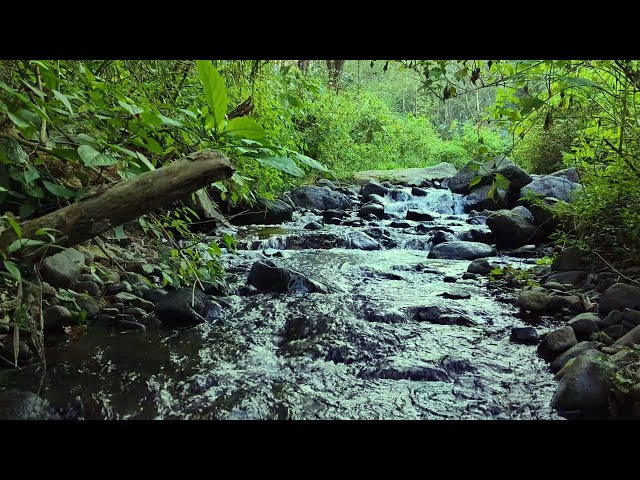 Peaceful Forest River Calming Mountain Stream Sound Beautiful Birds Chirping