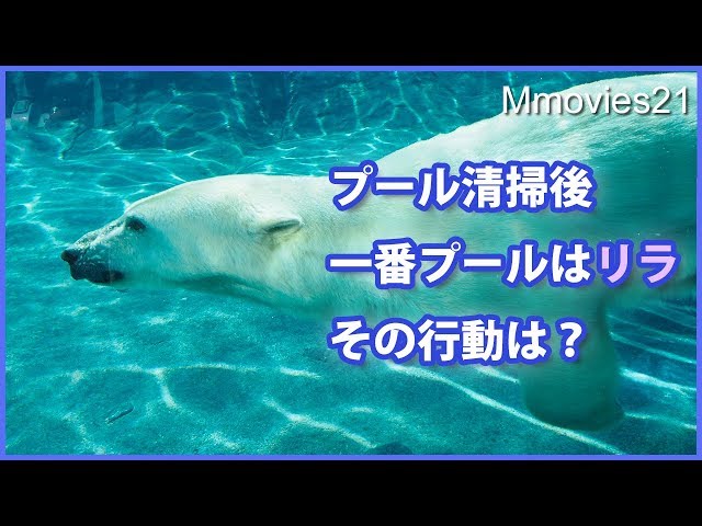 プール清掃完了！幸運の一番プールはリラ　チェックして回る Polar Bear Life