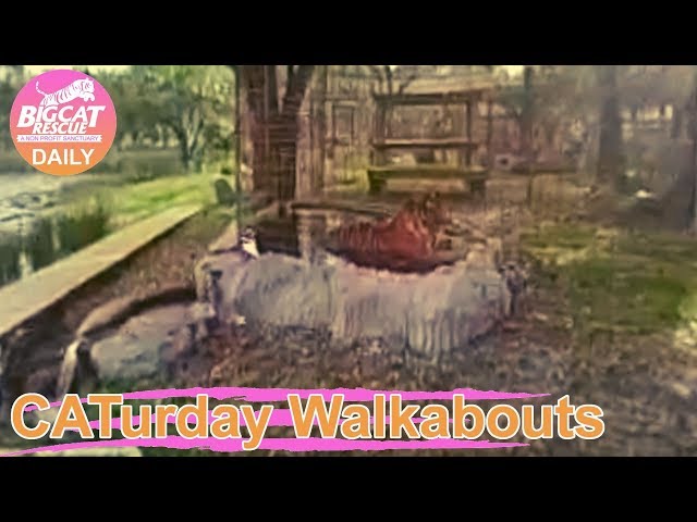 CATurday Walkabout Bonus Tour 360 test at Big Cat Rescue 01 18 2020