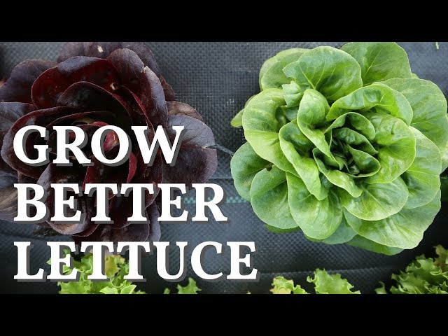 Grow Your Best Lettuce EVER!