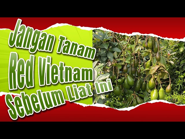 🔴 Alpukat Red Vietnam, Tidak Merah Tapi Genjah !