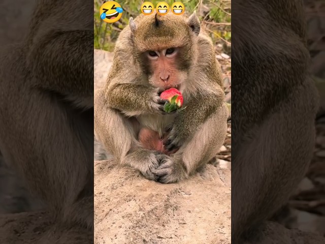 Strawberry Testing Monkey 🤣🤪 #shorts #monkey #funny