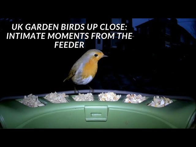 UK Garden Birds Up Close: Intimate Moments from the Feeder