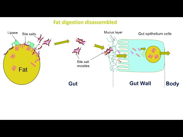 Food structure, colloids and digestion