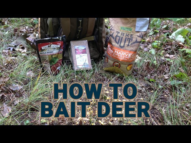 How to place bait for your deer hunt