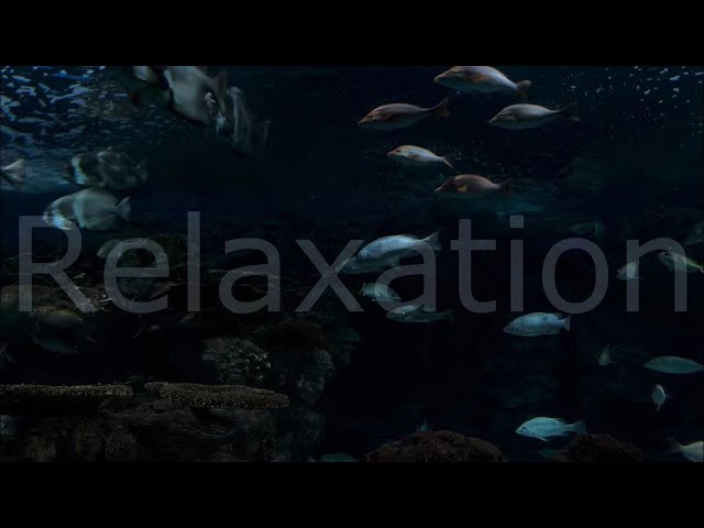 Relaxation Aquarium  |  Deep Ocean Sounds  |  Sleep Sounds