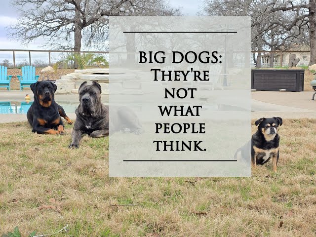 Real talk, owning big breeds.