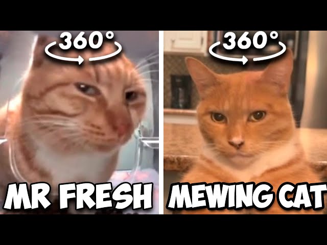 360º VR Mr Fresh vs Mewing cat