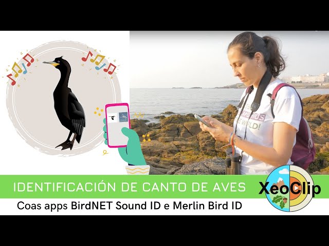 Identifica aves polo canto con Merlin e Bidrnet | XeoClip