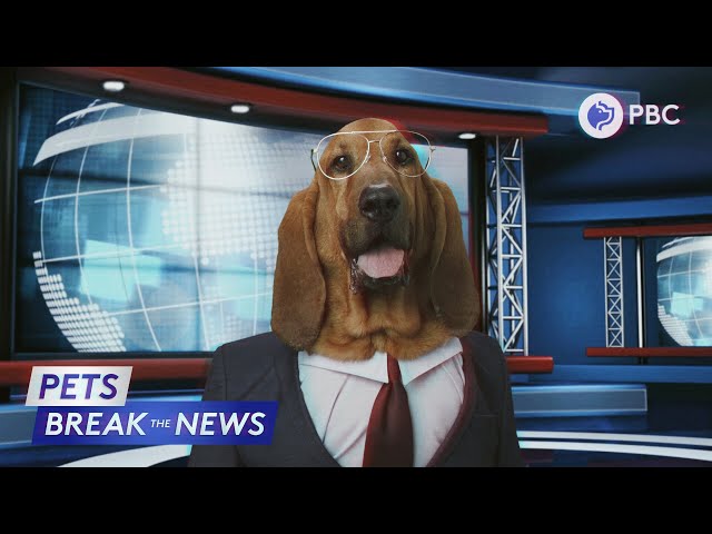 Pets Break the News – Midterms 2018