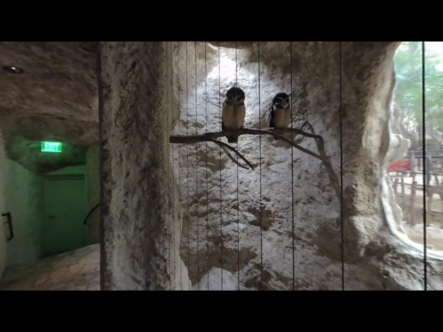 owl stares down the camera Dallas World Aquarium