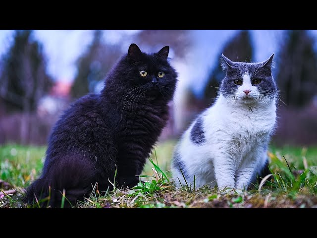 Nothing Escapes Their Watch | My Cats Inspect Their Garden