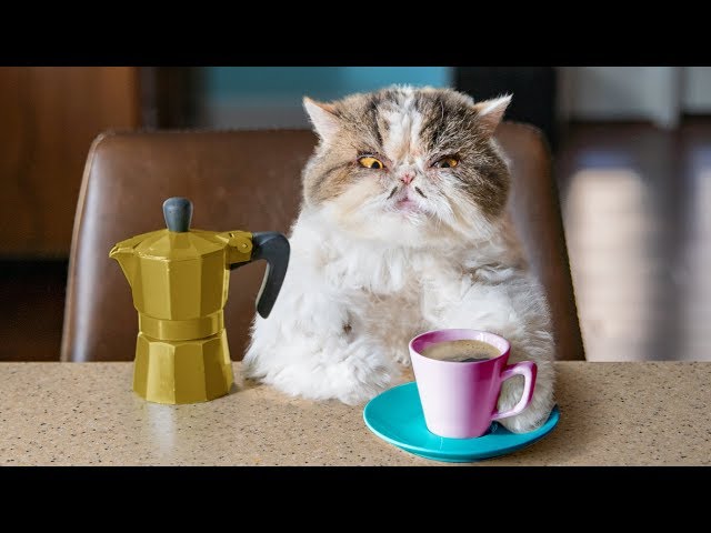 Catfinated - When Cats Drink Coffee