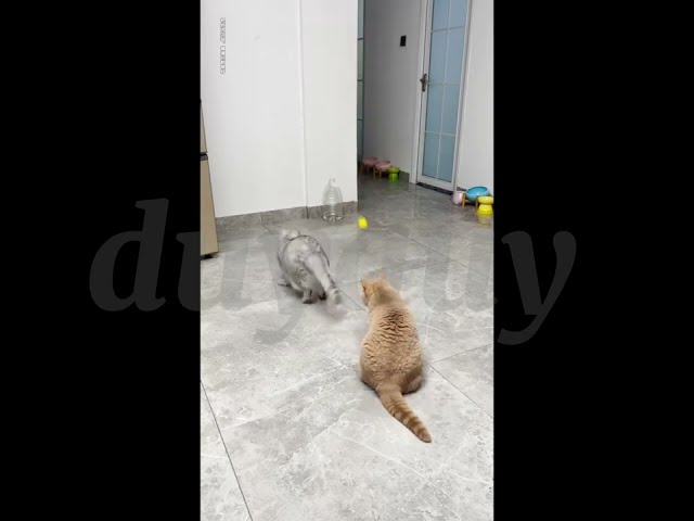 Kumpulan Video Kucing Lucu yang Bikin Ngakak! Siap-Siap Ketawa! 😂🐱 Part 3