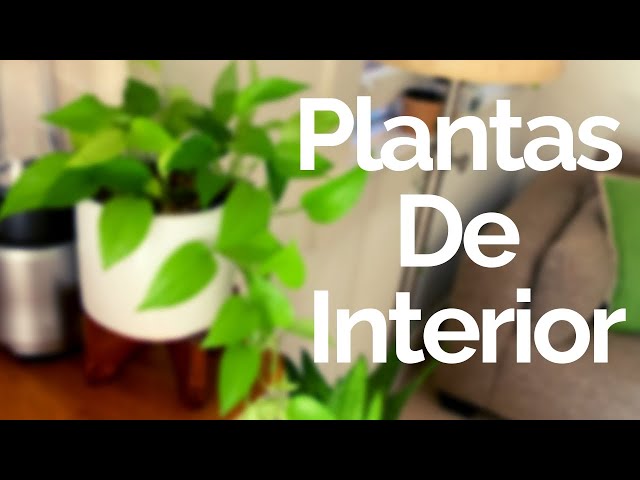 Plantas De Interior Con Poca Luz / MINIMALISMO