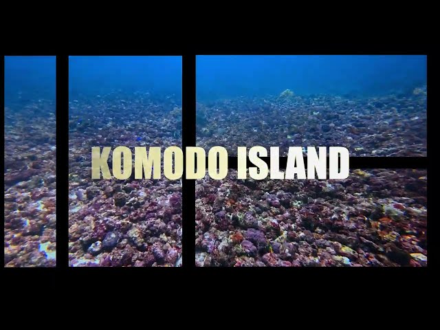 Diving in Komodo Island Part 1