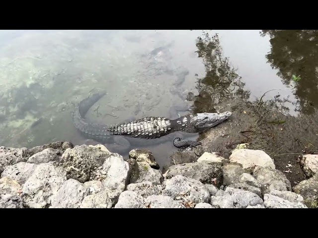 The Alligators of South Florida