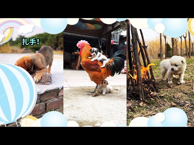 [Pastoral Life & Cute Pets] The dog rides on his beloved big cock # cutepet #dog