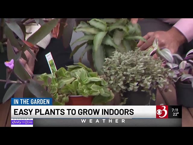 In the Garden: Easy plants to grow indoors