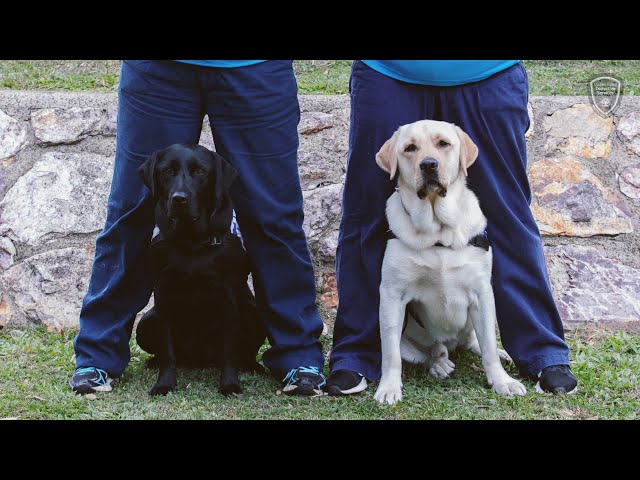 Defence Community Dogs Program