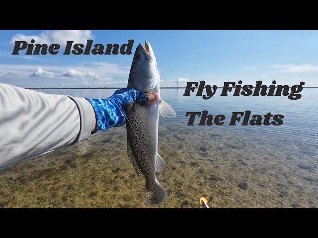 Pine Island fly fishing the flats