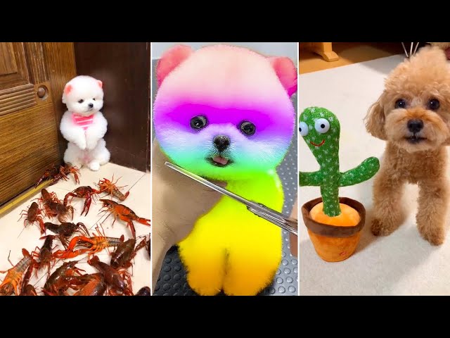 Funny and Cute  Pomeranian #3 | Best Funny  Dog Videos 2025