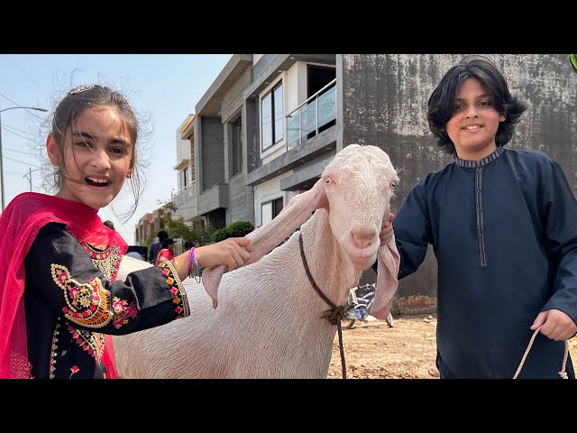 Bakra Eid Mubarak🐐 || First Day Celebration🎉 @MUSATANVEER