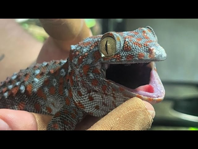 Suara Tokek Yang Keras Seram, Suara Tokek, Sound of Tokay Gecko, Tắc Kè, เสียงตุ๊กแก..ร้องน่ากลัว 13