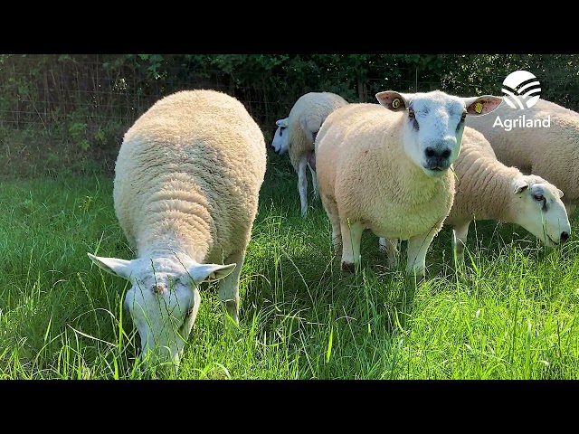 Aber shearling rams on the farm of James Dunne set for the Big Boy Ram Sale