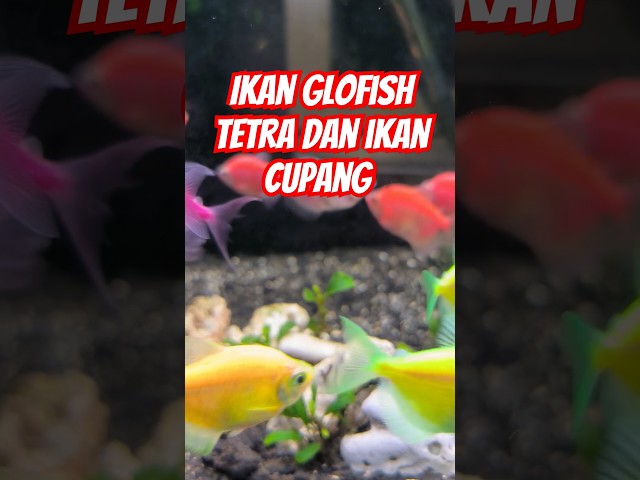 IKAN GLOFISH TETRA DAN IKAN CUPANG (BETTA) #aquarium #glofishtetra #aquascape #fish #bettafish #fyp