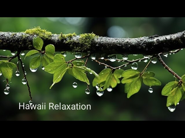 Pluie en Forêt | Détente Sommeil Acouphènes 🌱 Rain in Forest | Relax Sleep Tinnitus | SONOTHERAPIE