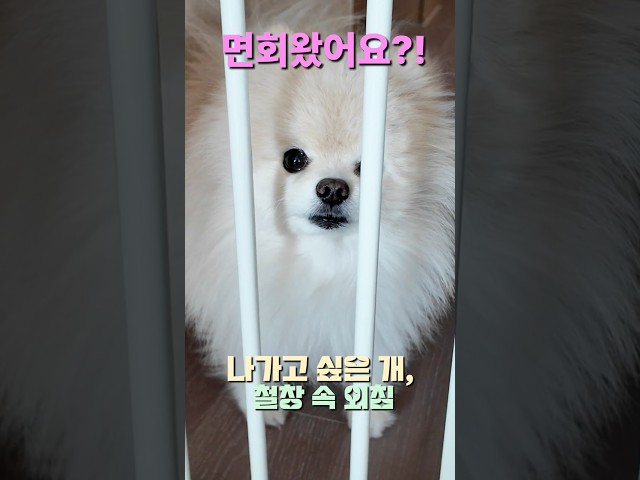 면회왔어요⁉ 철창 속 외침 나가고 싶은🐶개...보고싶오 #cutedog #pomeranian #반려견