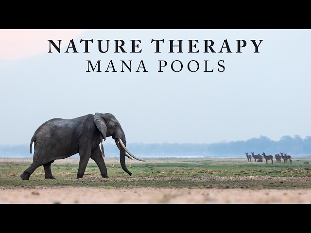 Nature Therapy: Mana Pools National Park (4K)