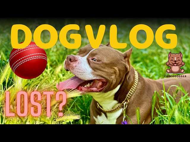 DOGVLOG2: BIGGIE'S MORNING ROUTINE WITH SOME FETCH (LOST MY BALL)