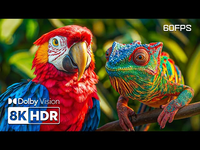 Mysteries of the Animal World in 8K HDR | Dolby Vision™