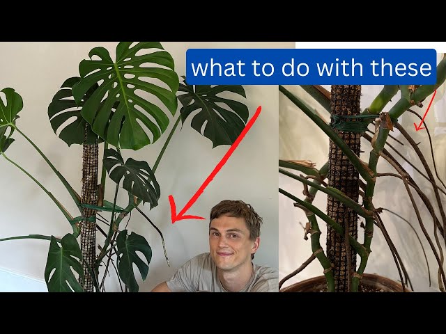 Monstera Roots - 4 Things to do with Aerial Roots - Monstera deliciosa (2023)