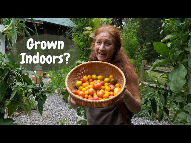 What to grow indoors on a Tower Garden // Indoor Vegetable Garden Tips for Success.