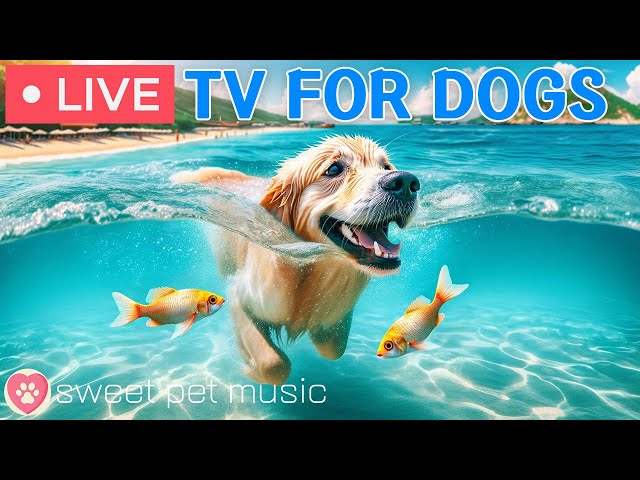 🔴 24 Hours of Dog TV🎵Calming Music for Dogs｜Prevent Anxiety & Boredom with Videos for Dogs to watch