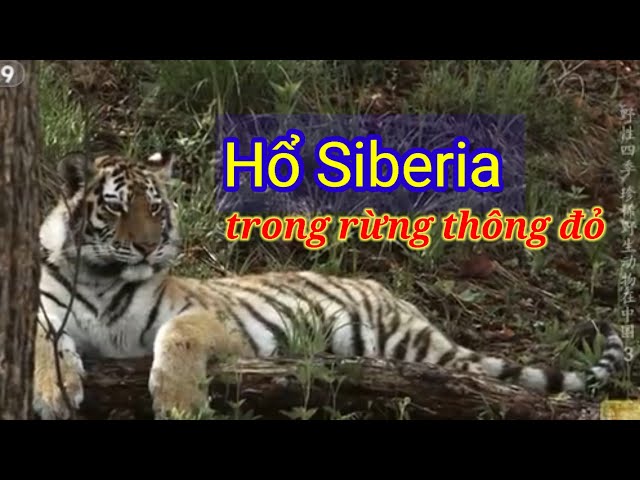 Hổ Siberia trong rừng thông đỏ.