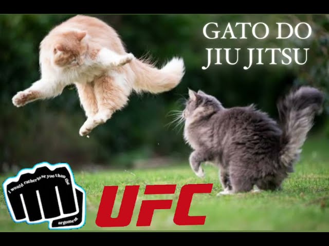 ALEX POATAN ENSINOU GOLPE DE KICKBOXING A GATO NINJA - UFC MMA