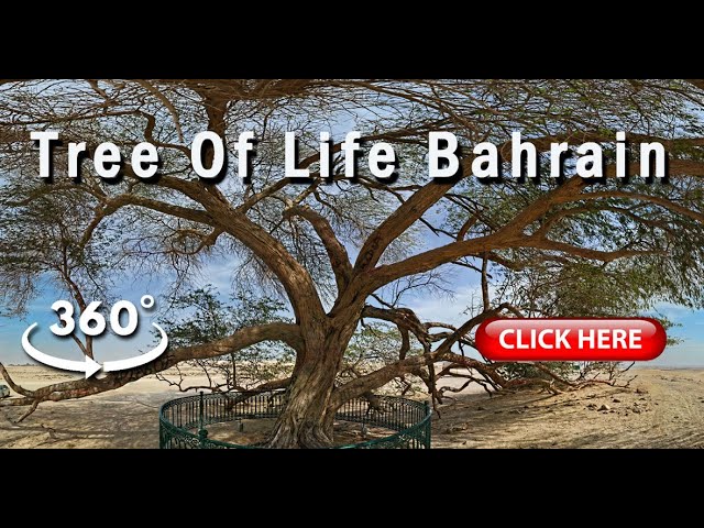 The Tree Of Life, Bahrain | 360° Virtual Tour