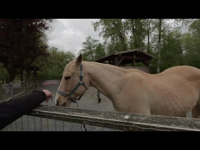 Maplewood Farm in North Vancouver BC Canada - Talking to the animals in VR 180 3D, April 2021