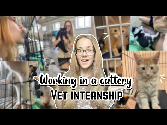 My experience working at a cattery! Vet internship!!