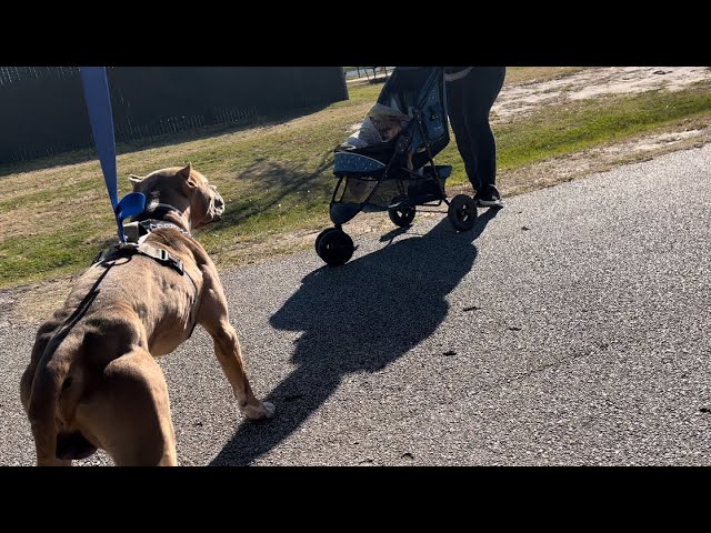 Pitbull Attacks Stroller *What The Heck Is That 🤬🤬🤬 Outside Dog Park