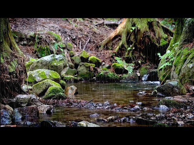 Rain Sounds in a Small Stream in a Forest - Nature Sounds Recommended for Forgetting Insomnia