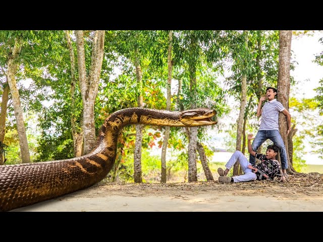 Anaconda Snake Attack Boys In Forest | An Anaconda Snake Attack Brief Story | Fun Made Movie Part 46